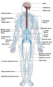 Nervous system (Public Domain Image)